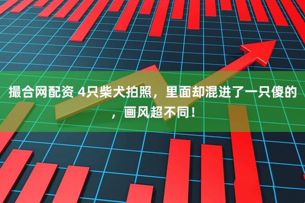 撮合网配资 4只柴犬拍照，里面却混进了一只傻的，画风超不同！